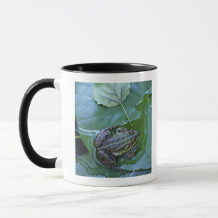 Tasse Grenouille de piscine, Amperauen, Allemagne