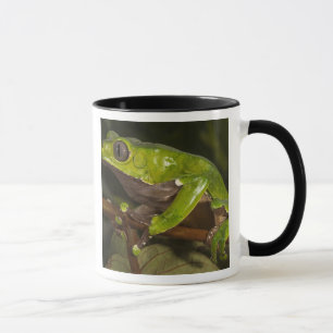 Tasse grenouille géante à feuilles (Phyllomedusa bicolor