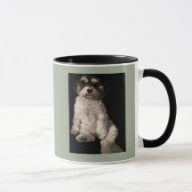 Havanese-mettez l'image de votre chien ici