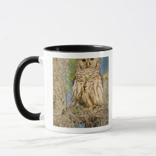 Tasse Hibou moyen-duc (Strix varia) perché dans un cyprè