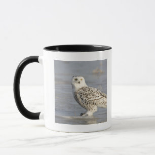 Tasse Hibou neigeux debout sur la glace, queue de souris