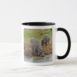 Tasse Hippopotame, Hippopotame amphibie, Serengeti