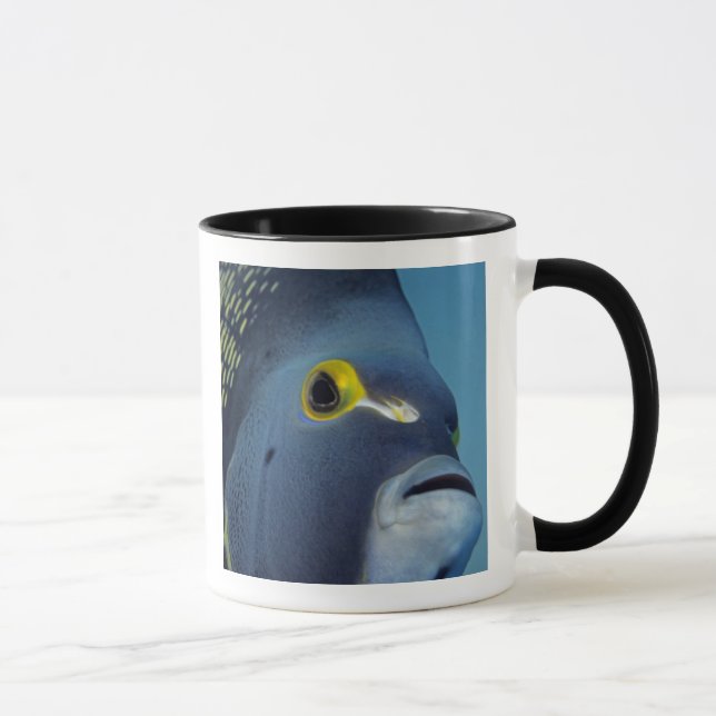 Tasse Îles Caïmans, Pomacanthus française (Droite)