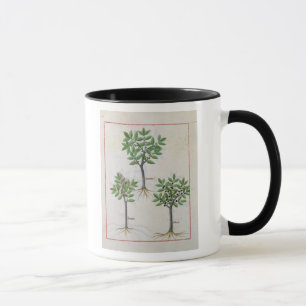 Tasse Illustration du 'livre des médecines simples