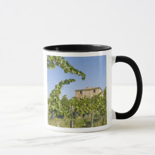 Tasse Italie, Toscane, Montepulciano. Raisins de vin prê