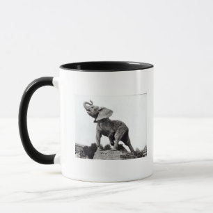 Tasse Jeune éléphant attrapé dans un piège