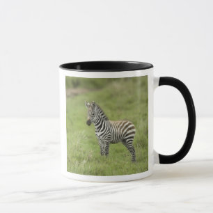 Tasse Jeune zèbre dans la plaine de Serengeti