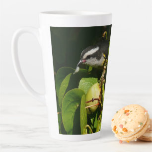 Tasse Latte Colibri à gorge blanche mangeant Photographie trop