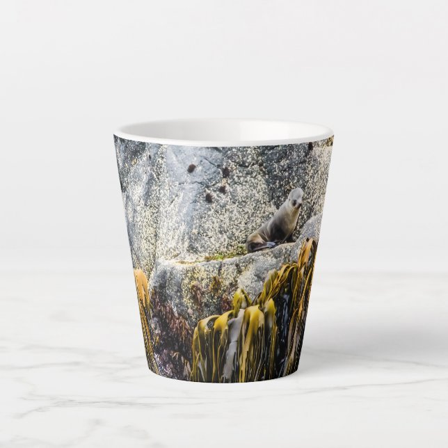 Tasse Latte Jeune Sceau De Fourrure Sur Le Rocher (Devant)