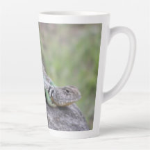Lizard