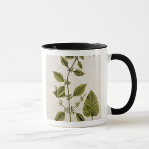 Tasse Le baume, plaquent 27 "d'un de fines herbes