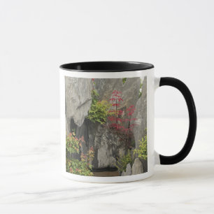 Tasse Le jardin de la famille Bao, Huangshan, Chine.