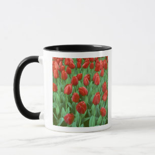Tasse Les champs de tulipes fleurissent au printemps.