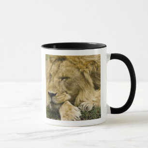 Tasse Lion d'Afrique, Panthera leo, allongé endormi