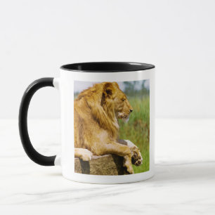 Tasse Lion se trouvant sur une roche