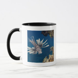 Tasse Lionfish (volitans de Pterois) nageant plus de