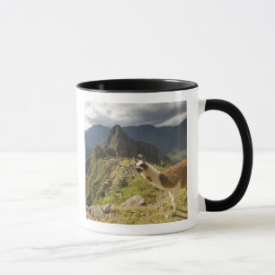 Tasse Llamas et vue sur Machu Picchu,