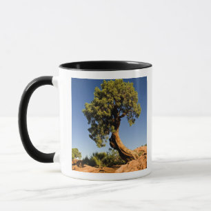 Tasse Lonesome Cedar, Deadhorse Point State Park,
