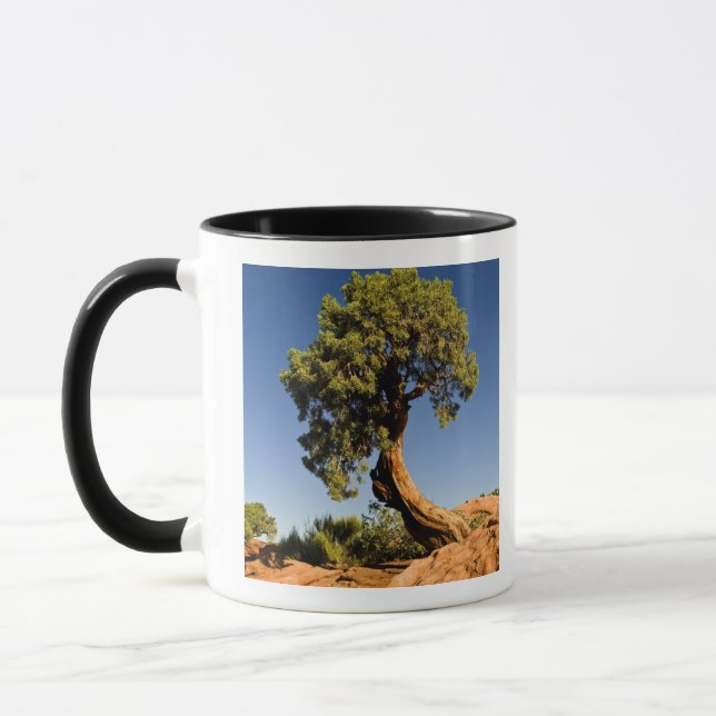 Tasse Lonesome Cedar, Deadhorse Point State Park, (Gauche)