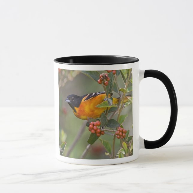 Tasse Loriot de Baltimore (Droite)