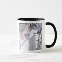 Loup gris, Canis lupus, Animal de film Utah)