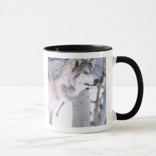 Tasse Loup gris, Canis lupus, Animal de film Utah)
