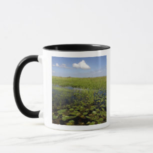 Tasse Lys d'eau et gazon de scie en Floride
