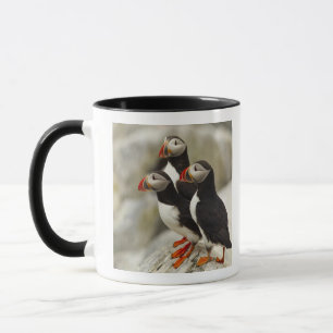 Tasse Macareux atlantiques sur l'île Machias Seal