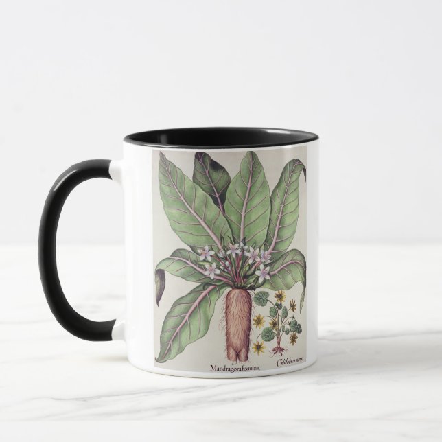 Tasse Mandragore d'automne, du "Hortus Eystettensis" par (Gauche)