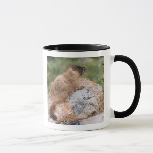 Tasse Marmotte à ventre jaune, Marmota flaviventris, (Droite)