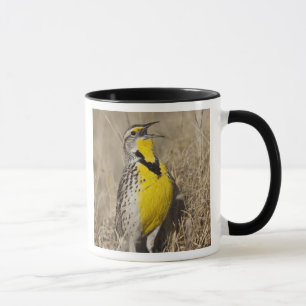 Tasse Meadowlark occidental (Strunella négligecta)