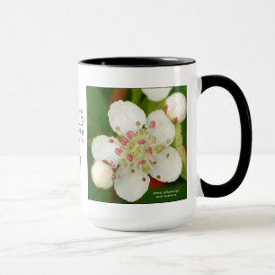 Tasse Melanocarpa d'Aronia, chokeberry noir