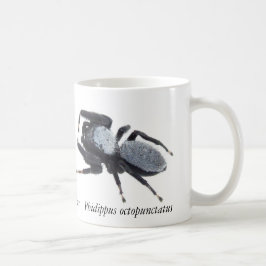 Tasse mit männlicher Great Basin Springspinne