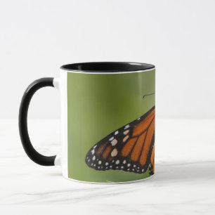 Tasse Monarque papillon mâle sur le marécage Milkweed