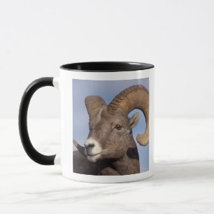Tasse mouflon canadien, mouflon d'Amérique, Ovis canaden
