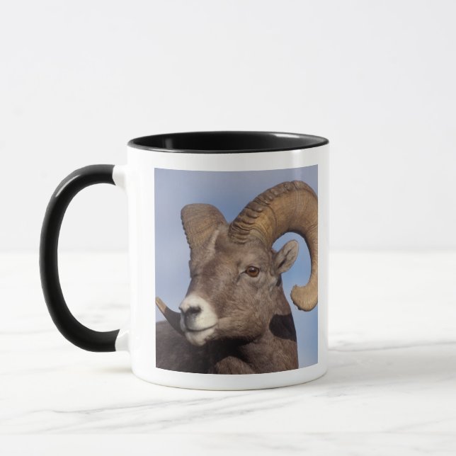 Tasse mouflon canadien, mouflon d'Amérique, Ovis canaden (Gauche)