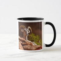 Mouflon du désert (Ovis canadensis nelsoni).
