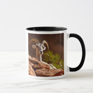 Tasse Mouflon du désert (Ovis canadensis nelsoni).