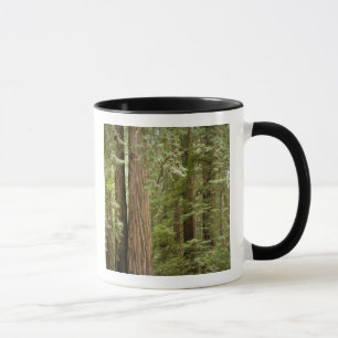 Tasse Muir Woods National Monument, Nord