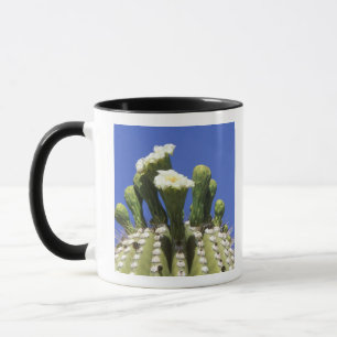 Tasse N.A., États-Unis, Arizona, Tucson, désert de Sonor
