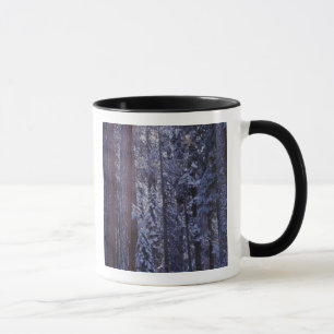 Tasse NA, États-Unis, Californie. Parc national de Sequo