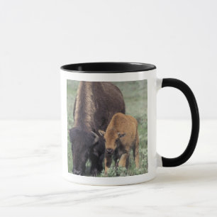 Tasse NA, États-Unis, Wyoming, Parc national de Yellowst