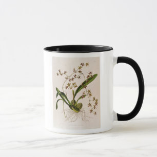 Tasse Odontoglossum Hastatum