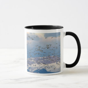 Tasse Oies des neiges pendant la migration printanière