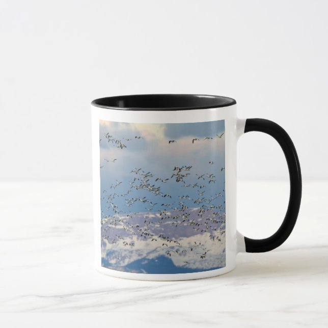 Tasse Oies des neiges pendant la migration printanière (Droite)
