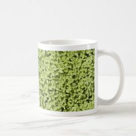 Tasse Oregano