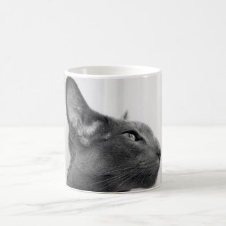 Tasse orientale de chat de Shorthair