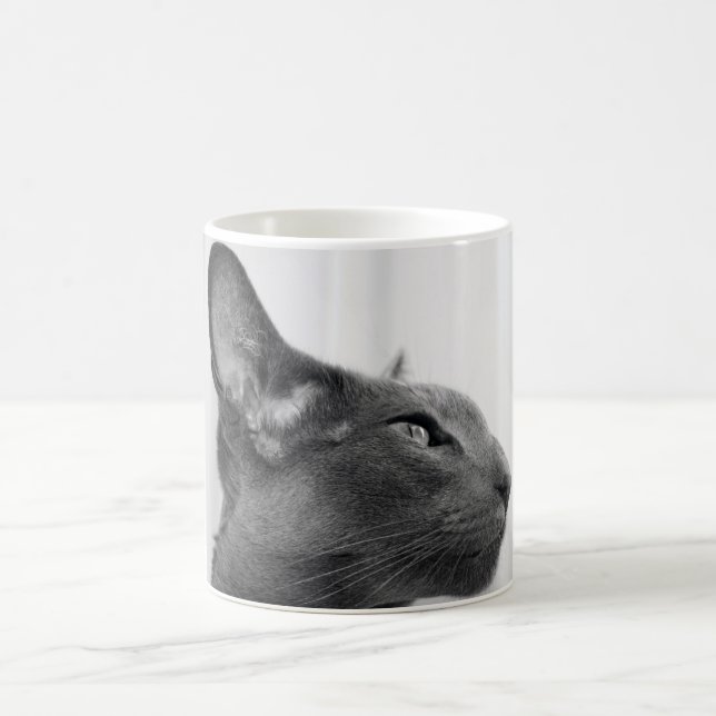 Tasse orientale de chat de Shorthair (Centre)