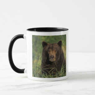 Tasse ours brun, Ursus arctos, grizzly, Ursus 9