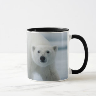 Tasse Ours polaire, Ursus Maritimus, Adulte